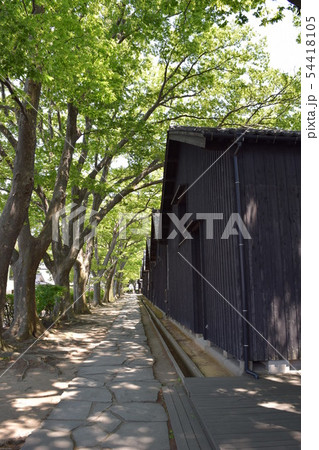 山居倉庫 ケヤキ並木 54418105