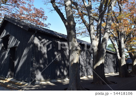 山居倉庫 ケヤキ並木 54418106