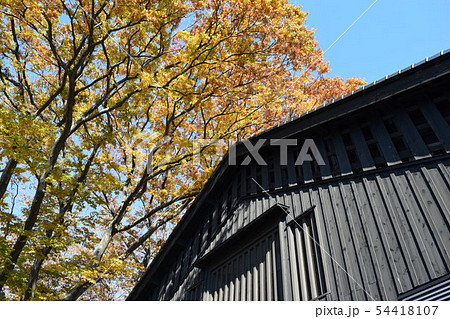 山居倉庫 ケヤキ並木 54418107