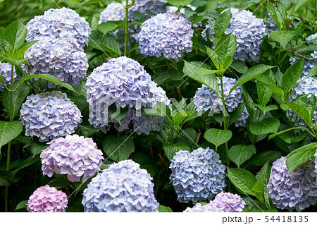 紫陽花 紫陽花 54418135
