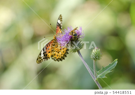 ツマグロヒョウモン 54418551