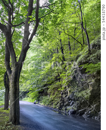 Beautiful beech canopy country road 54418790