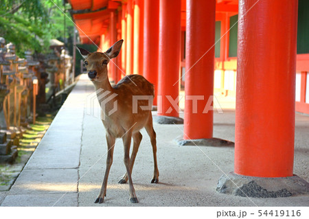 奈良・春日大社 54419116