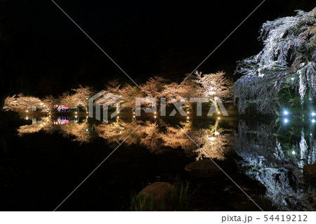 【長野県】臥竜公園の夜桜 54419212