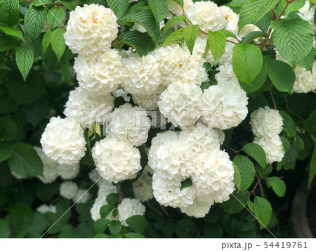 Snowball flowers with green leaves on tree 54419761