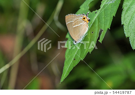 ミドリシジミ 54419787