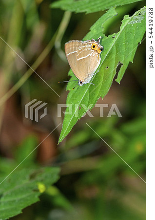 ミドリシジミ 54419788