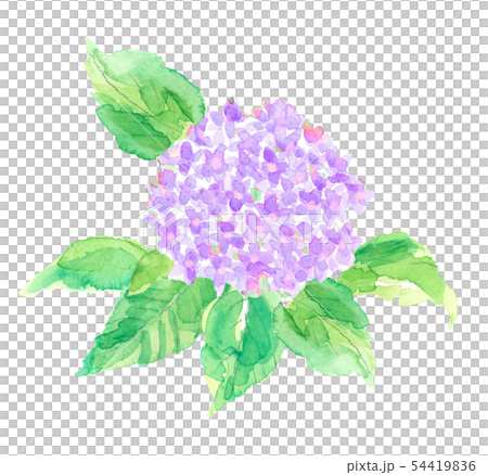 あじさい 花 ピンク系 水彩 白バック Pngのイラスト素材