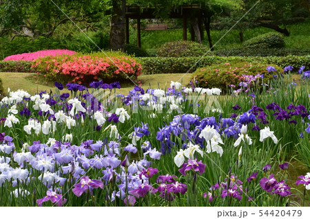 皇居東御苑 皇居東御苑 54420479