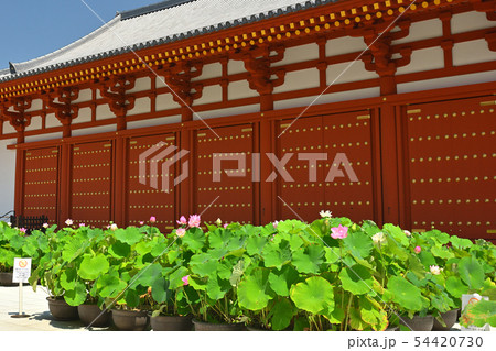 奈良・薬師寺 奈良・薬師寺 54420730
