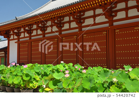 奈良・薬師寺 54420742