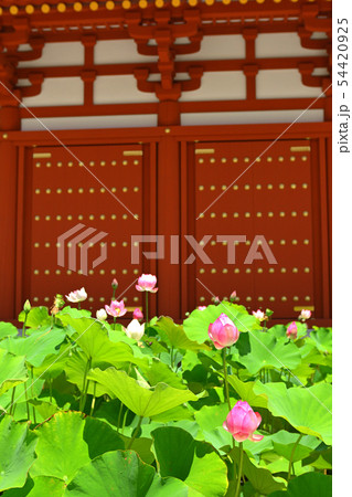 奈良・薬師寺 奈良・薬師寺 54420925