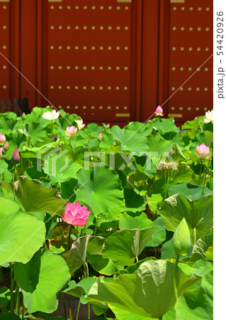 奈良・薬師寺 奈良・薬師寺 54420926