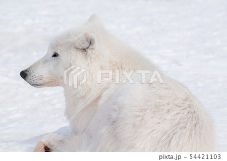 Wild arctic wolf is lying on white snow. Close up. 54421103