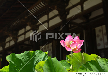奈良・唐招提寺 54421173