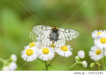 ウスバシロチョウ ウスバシロチョウ 54421385