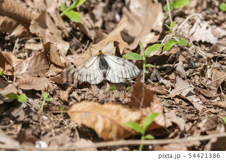 ウスバシロチョウ ウスバシロチョウ 54421386