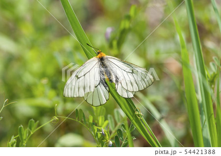 ウスバシロチョウ ウスバシロチョウ 54421388