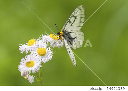 ウスバシロチョウ 54421389