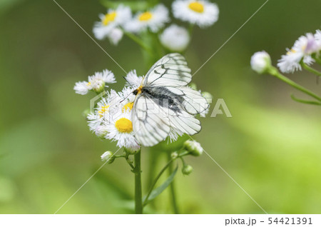 ウスバシロチョウ 54421391