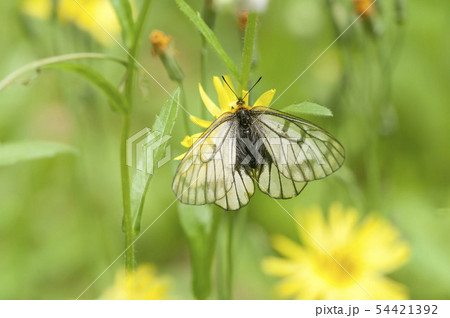 ウスバシロチョウ ウスバシロチョウ 54421392