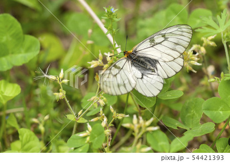ウスバシロチョウ ウスバシロチョウ 54421393