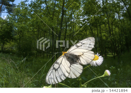 ウスバシロチョウ ウスバシロチョウ 54421894