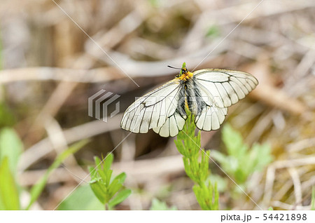 ウスバシロチョウ 54421898