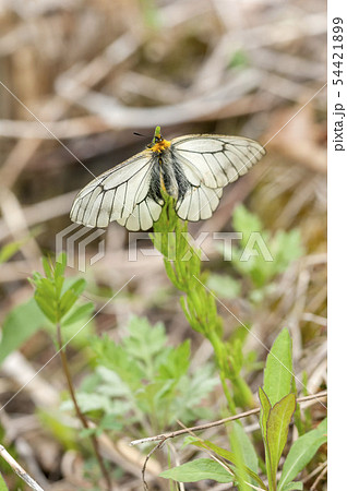 ウスバシロチョウ 54421899