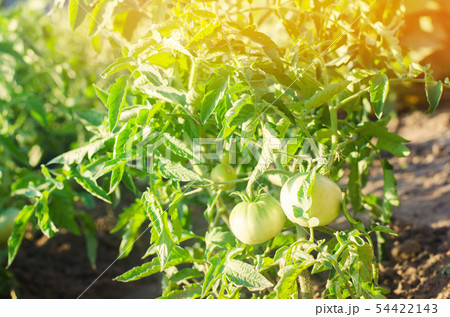 bush young green tomato growing on branches. bush young green tomato growing on branches. 54422143