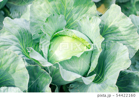 fresh cabbage in the field. good harvest. farming. fresh cabbage in the field. good harvest. farming. 54422160