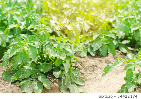 vegetable row of young potatoes in the field. vegetable row of young potatoes in the field. 54422174
