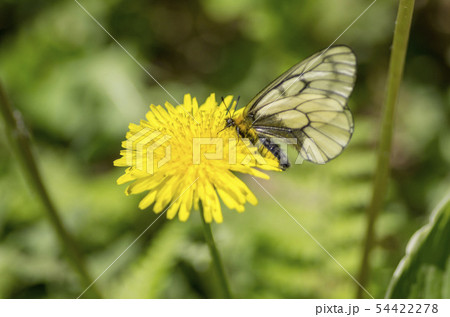 ウスバシロチョウ 54422278