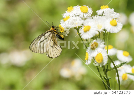 ウスバシロチョウ ウスバシロチョウ 54422279