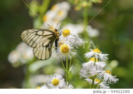 ウスバシロチョウ 54422280