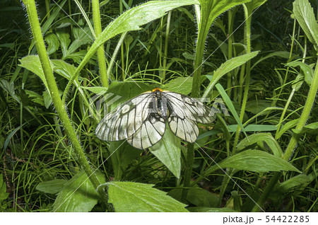 ウスバシロチョウ ウスバシロチョウ 54422285