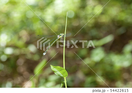 オオアオイトトンボ 54422615