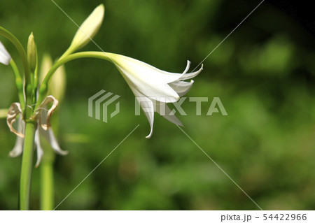 白いユリの花 百合の花 テッポウユリ 白い百合の花 ユリの写真素材