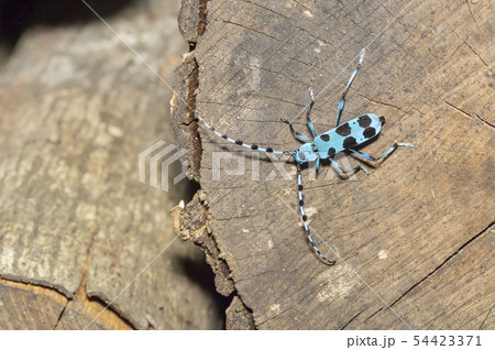 ルリボシカミキリ 54423371