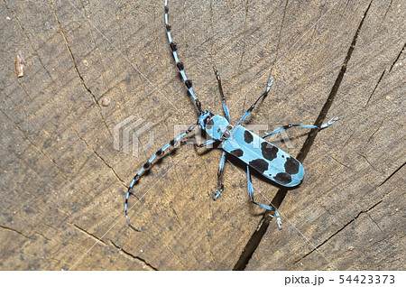 ルリボシカミキリ ルリボシカミキリ 54423373