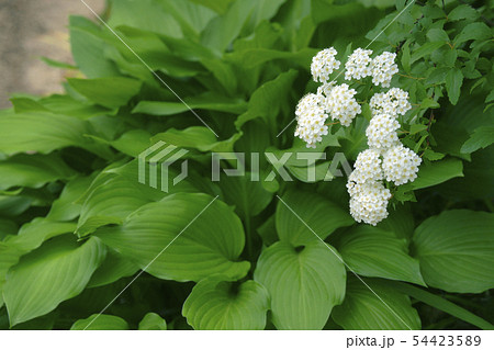 コデマリ 54423589