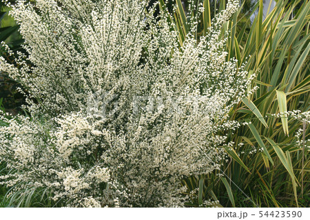 シロバナエニシダ 54423590