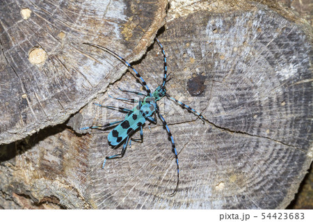 ルリボシカミキリ 54423683