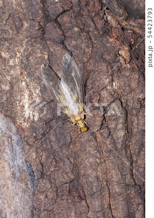 ヘビトンボ 54423793