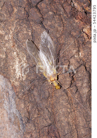 ヘビトンボ 54423795