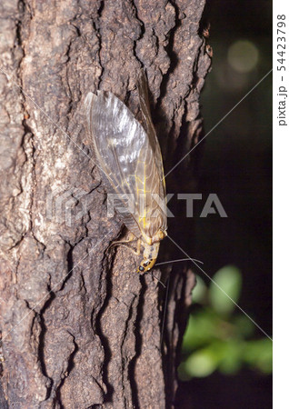 ヘビトンボ 54423798