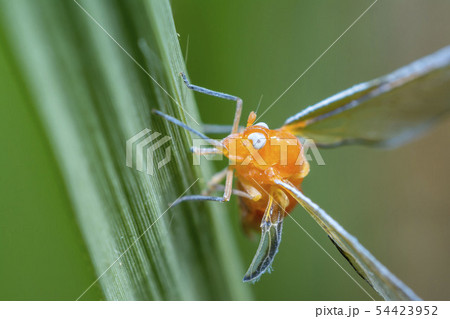 アカハネナガウンカ アカハネナガウンカ 54423952