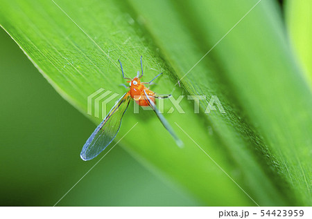 アカハネナガウンカ 54423959