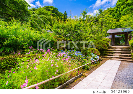 (神奈川県)浄智寺 初夏 (神奈川県)浄智寺 初夏 54423969
