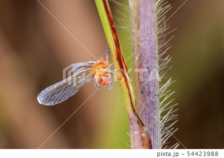 アカハネナガウンカ アカハネナガウンカ 54423988